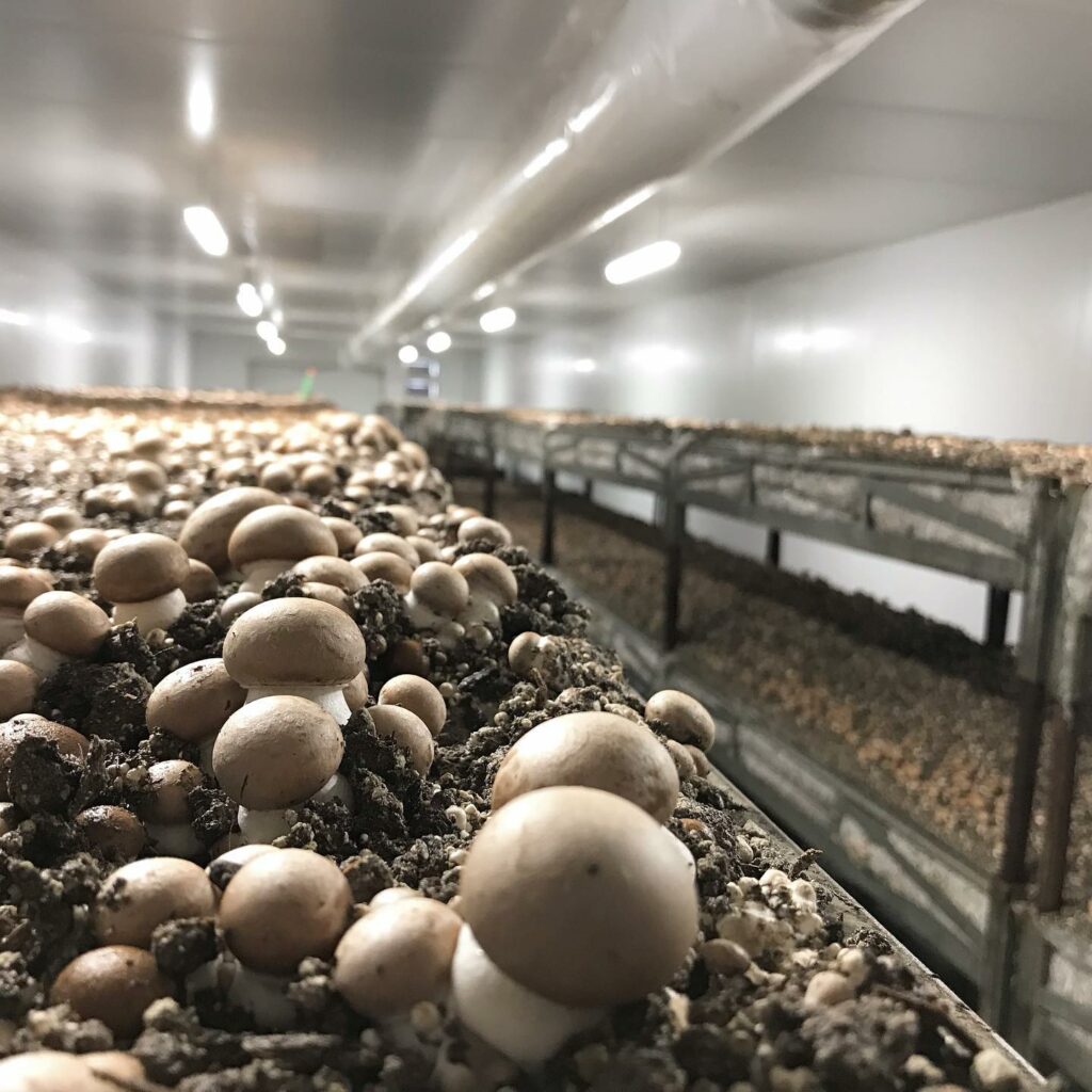 En savoir plus sur la salle de culture › Les Champignons Garonnais